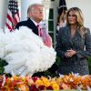 Le président Donald Trump et sa femme Melania lors de la cérémonie de pardon avec la dinde graciée Corn à la Maison Blanche le 24 novembre 2020.
