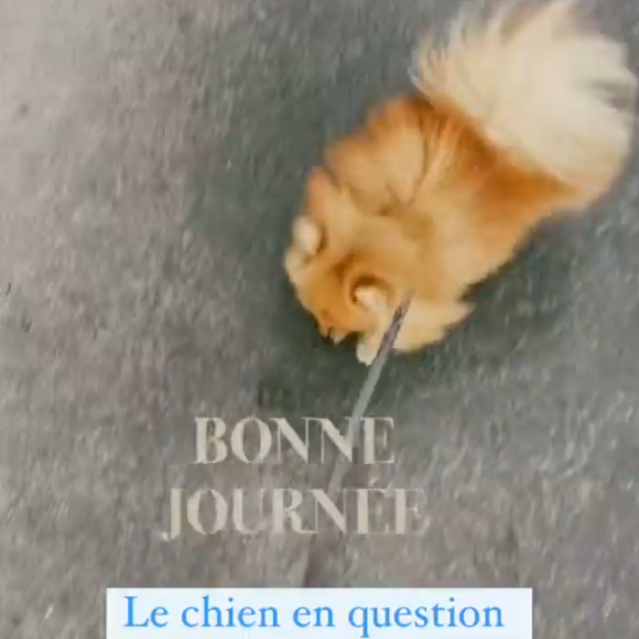 Camille Cerf confie s'être fait recaler par un chauffeur VTC à cause de son chien - Instagram