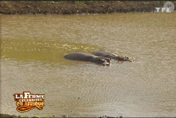 Les hippopotames se cachent dans l'eau