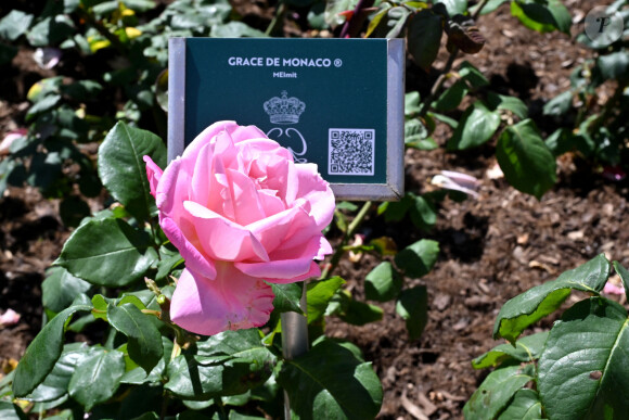 Ici, la rose Princesse Grace - Le prince Albert II de Monaco et la princesse Caroline de Hanovre ont célébré les 40 ans d'existence de la Roseraie Princesse Grace, le 3 mai 2024, à Monaco. Créé en 1984 et rénové en 2014, ce jardin odorant est un hommage du Prince Rainier III à son épouse. Installé non loin du chapiteau de Fontvieille. Les 5000m² de cette roseraie, permettent de découvrir plus de 315 variétés de rosiers représentant 6000 pieds de rosiers, répartis en 7 thèmes. Toutes les opérations d'entretien ainsi que les animations proposées tout au long de l'année ont permis d'obtenir la labellisation Espace Végétal Ecologique (EVE) " ECOCERT " pour ce site. © Bruno Bebert / Bestimage 