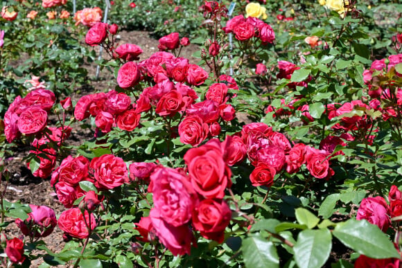 Ici, la rose Mona-Lisa - Le prince Albert II de Monaco et la princesse Caroline de Hanovre ont célébré les 40 ans d'existence de la Roseraie Princesse Grace, le 3 mai 2024, à Monaco. Créé en 1984 et rénové en 2014, ce jardin odorant est un hommage du Prince Rainier III à son épouse. Installé non loin du chapiteau de Fontvieille. Les 5000m² de cette roseraie, permettent de découvrir plus de 315 variétés de rosiers représentant 6000 pieds de rosiers, répartis en 7 thèmes. Toutes les opérations d'entretien ainsi que les animations proposées tout au long de l'année ont permis d'obtenir la labellisation Espace Végétal Ecologique (EVE) " ECOCERT " pour ce site. © Bruno Bebert / Bestimage 