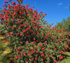 Sa maison est entourée d'un jardin verdoyant avec des oliviers et des fleurs locales.Les fleurs du jardin de Bernard Montiel, de magnifiques rince-bouteilles.©Bernard Montiel