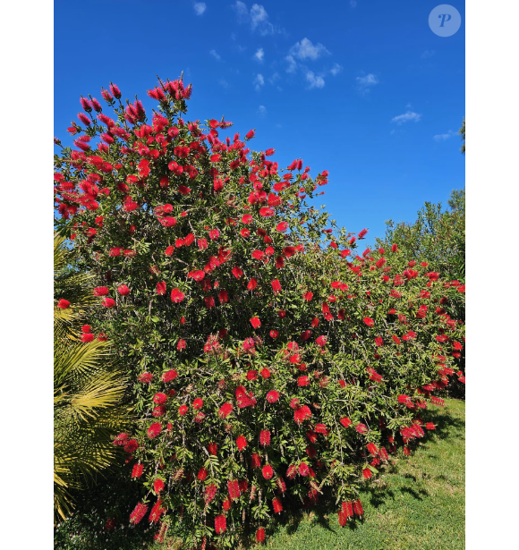 Sa maison est entourée d'un jardin verdoyant avec des oliviers et des fleurs locales.Les fleurs du jardin de Bernard Montiel, de magnifiques rince-bouteilles.©Bernard Montiel