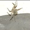 Une araignée dans Pékin Express : la route des grands fauves