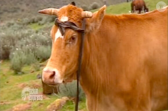 La vache "handicap" dans Pékin Express : la route des grands fauves diffusé le mercredi 29 juin 2011 à 20h45 sur M6