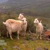 Les chèvres "handicap" dans Pékin Express : la route des grands fauves diffusé le mercredi 29 juin 2011 à 20h45 sur M6