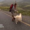 Jean-Pierre galère avec sa chèvre dans Pékin Express : la route des grands fauves diffusé le mercredi 29 juin 2011 à 20h45 sur M6