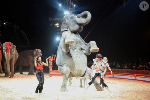 Mia Frye et un éléphant au cirque Pinder lors de la soirée "24 jours pour 24 enfants", à Paris, le 18 décembre 2011