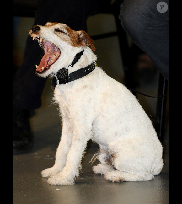 La ville de Los Angeles a décerné le 31 janvier 2012 à l'équipe du film français The Artist le premier prix "Made in Hollywood" : le chien Uggie