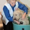 La reine Beatrix des Pays-Bas en plein boulot dans les locaux de l'assistance canine. Les royaux néerlandais ont payé de leur personne et montré l'exemple à l'occasion de la Journée du bénévolat aux Pays-Bas, le 16 mars 2012 !