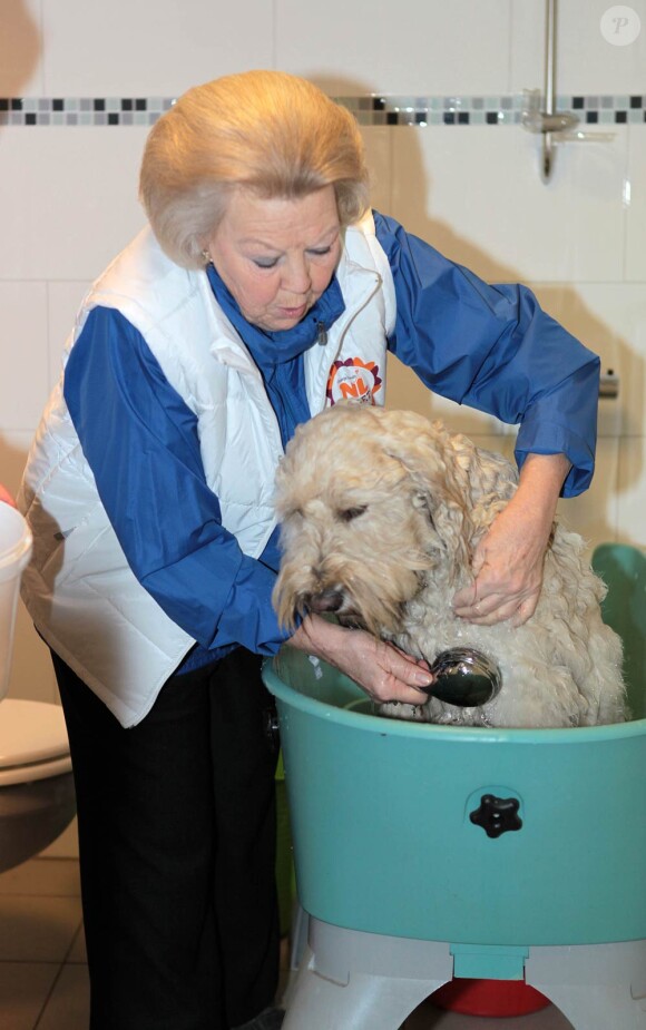 La reine Beatrix des Pays-Bas en plein boulot dans les locaux de l'assistance canine. Les royaux néerlandais ont payé de leur personne et montré l'exemple à l'occasion de la Journée du bénévolat aux Pays-Bas, le 16 mars 2012 !