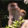 Koh Lanta Malaisie - vendredi 7 décembre 2012, sur TF1 - Des singes