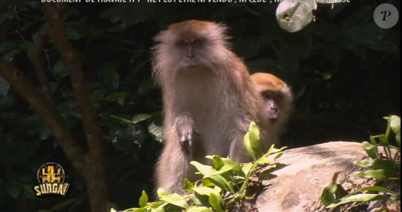 Koh Lanta Malaisie - vendredi 7 décembre 2012, sur TF1 - Des singes