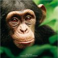Affiche du film Chimpanzés.