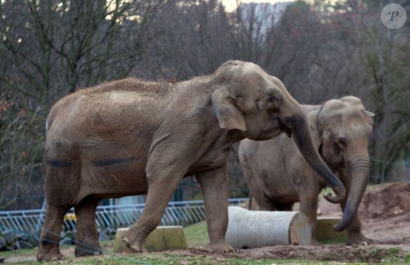 Baby et Nepal au zoo de Lyon, le 22 janvier 2013