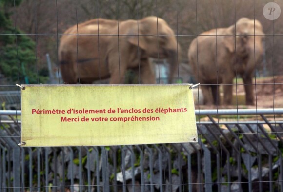 Baby et Nepal au zoo de Lyon, le 22 janvier 2013