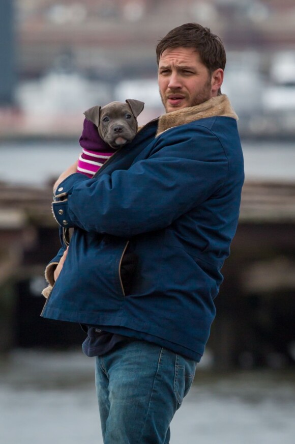 Tom Hardy porte un pitbull chiot, son nouveau compagnon pour les besoins du film Animal Rescue à Brooklyn, New York, le 11 mars 2013.