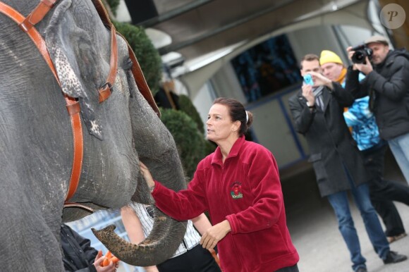 Stéphanie de Monaco laissait à nouveau éclater sa passion pour les éléphants à l'occasion du 37e Festival international du cirque de Monte-Carlo en janvier 2013. En mars, elle rendait visite aux éléphantes Baby et Népal au parc de la Tête d'Or à Lyon.