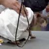 Un chat dans les Anges de la télé-réalité 5, mardi 2 avril 2013 sur NRJ12