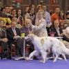 La reine Sofia d'Espagne au Salon international du chien, à Madrid, le 26 mai 2013.