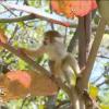 Le parc des singes dans Les Anges de la télé-réalité 5 sur NRJ 12 le vendredi 7 juin 2013