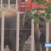 Les éléphantes Baby et Népal, menacées d'euthanasie et finalement sauvées, semblent bien installées dans leur nouvel enclos. Elles sont arrivées vendredi 12 juillet 2013 à Roc Agel, dans une propriété des Grimaldi sur les hauteurs de Monaco, pour démarrer leur nouvelle vie, sereine et confortable, sous la protection de la princesse Stéphanie. Images Nice-Matin/Clémentine Baude.