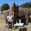 Les éléphantes Baby et Népal mènent une vie de princesses au domaine de Fonbonne, choyées par la princesse Stéphanie de Monaco, comme ici le 20 août 2013