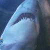 Anaïs, Amélie, Shanna, Eddy et Linda vont nager avec les requins dans Les Anges de la télé-réalité 6 le lundi 24 mars 2014 sur NRJ 12