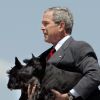 George W. Bush avec ses chiens Barney et Miss Beazley à Washington le 13 août 2006.