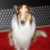 Lassie (le 10e du genre) à la 2e édition de Save the Children Illumination Gala, à New York, le 19 novembre 2014