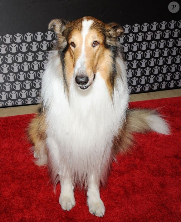 Lassie (le 10e du genre) à la 2e édition de Save the Children Illumination Gala, à New York, le 19 novembre 2014