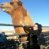 Christy Mack caressant un chameau, sur Instagram, lors du ''plus beau jour de sa vie'' le 26 novembre 2014