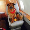 Chunk, le chien de Chelsea Handler, n'a pas trop à se plaindre du service à bord. Décembre 2014, Instagram.