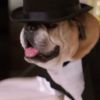 Le chanteur John Legend et sa femme Chrissy Teigen marient leurs deux chiens Puddy et Pippa pour la bonne cause, le 1er avril 2015 sur Youtube