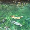 Jessica Alba se baigne dans un cenote