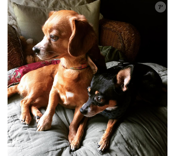 Carrie Underwood a posté une photo de ses chiens sur son compte Instagram.