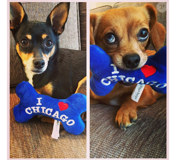 Carrie Underwood a posté une photo de ses chiens sur son compte Instagram.