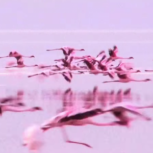 Image extraite du nouveau clip de Lana Del Rey, Music To Watch Boys To, septembre 2015.
