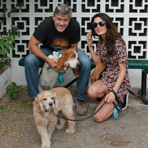 George et Amal Clooney ont adopté un petit chien, Millie, annonce le San Gabriel Valley Humane Society.