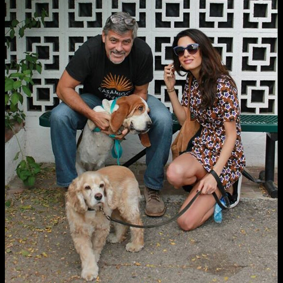 George et Amal Clooney ont adopté un petit chien, Millie, annonce le San Gabriel Valley Humane Society.