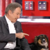 La chienne de Michel Drucker a mordu Véronique Jannot lors du tournage de l'émission Vivement dimanche sur France 2. Novembre 2015.