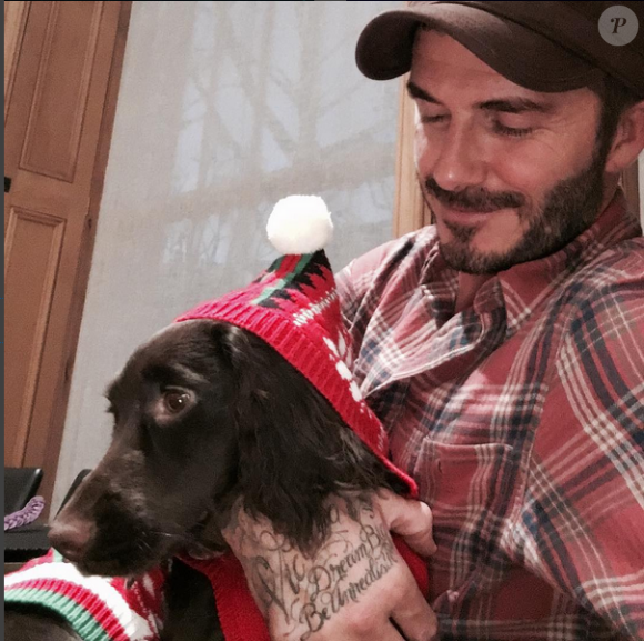 David Beckham et sa petite chienne Olive, prête pour les fêtes de Noël - Photo publiée le 7 décembre 2015