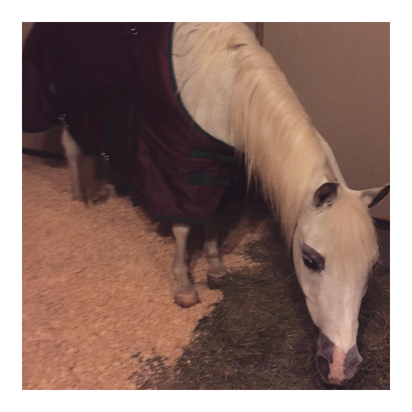 John Janick et Steve Berman ont offert un cheval à Noël à la popstar Lady Gaga/ Photo postée sur le compte Instagram de Lagy Gaga, le 22 décembre 2015.