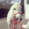 John Janick et Steve Berman ont offert un cheval à Noël à la popstar Lady Gaga / Photo postée sur le compte Instagram de Lagy Gaga, le 22 décembre 2015.