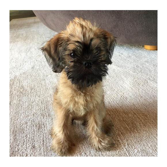 Ellen DeGeneres présente son nouveau chien Kid. Photo publiée sur Instagram au mois de janvier 2016.