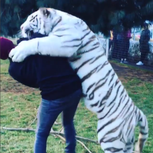 Lewis Hamilton avec un tigre blanc baptisé Enzo à la Black Jaguar - White Tiger Foundation avec le lionceau Lewis - Photo issue d'une vidéo publiée le 16 janvier 2016