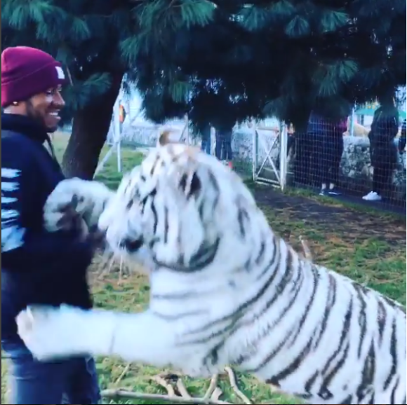 Lewis Hamilton avec un tigre blanc baptisé Enzo à la Black Jaguar - White Tiger Foundation avec le lionceau Lewis - Photo issue d'une vidéo publiée le 16 janvier 2016