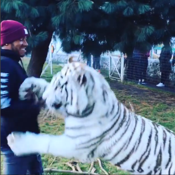 Lewis Hamilton avec un tigre blanc baptisé Enzo à la Black Jaguar - White Tiger Foundation avec le lionceau Lewis - Photo issue d'une vidéo publiée le 16 janvier 2016