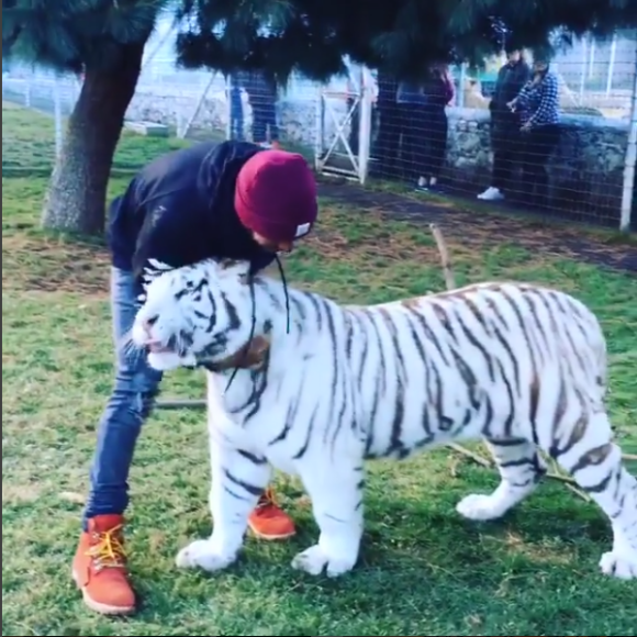 Lewis Hamilton avec un tigre blanc baptisé Enzo à la Black Jaguar - White Tiger Foundation avec le lionceau Lewis - Photo issue d'une vidéo publiée le 16 janvier 2016