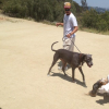 Corey Sligh se ballade avec son chien sur les hauteurs d'Hollywood. Photo publiée sur sa page Twitter, le 3 juin 2013